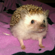 Illustration for article titled Help me choose a prickle pic!